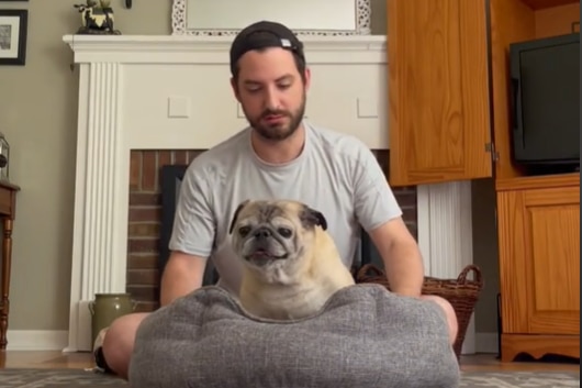 A man in a grey shirt sitting behind a pug