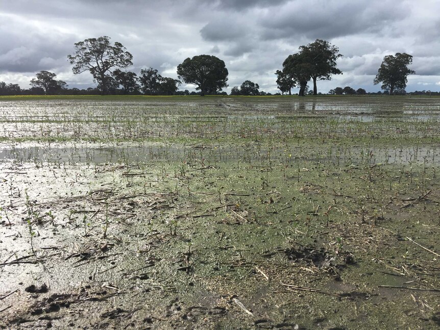 A drowned canola crop in Pigeon Ponds, south west Victoria.