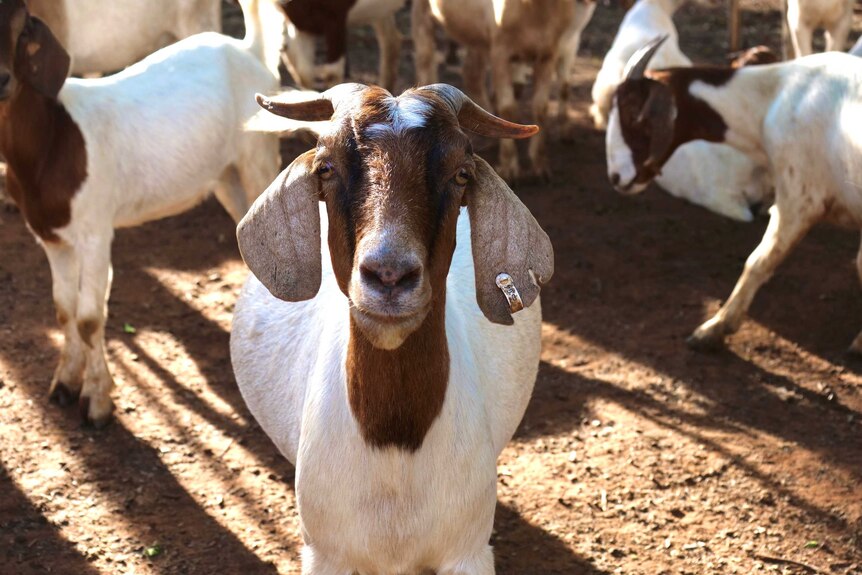 A close-up of a goat.