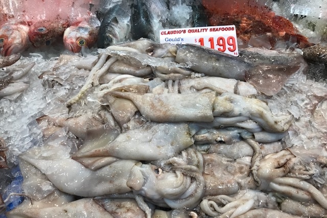 A pile of Gould's squid at the Sydney Fish Market.