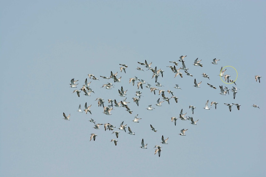 The circled bird has been tagged by researchers for observation