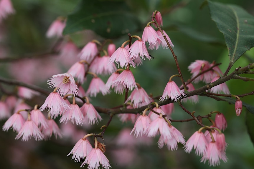 This native Australian Blueberry Ash (Elaeocarpus reticulatus) is a rainforest tree thought to have low flammability.