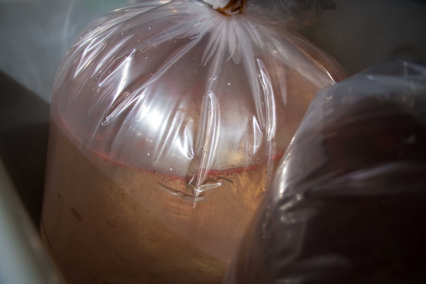 A bag of coral spawn ready to be transported to a new restoration site.