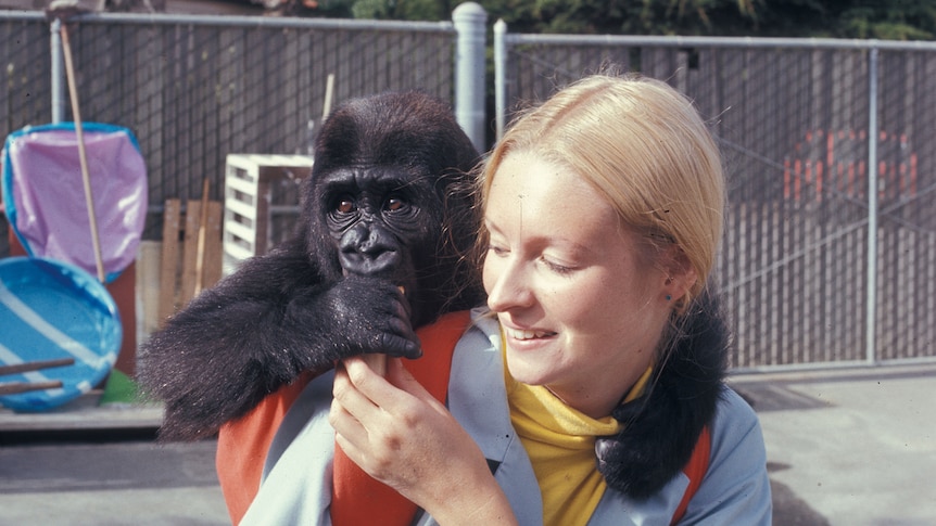 A still from Koko: A Talking Gorilla with a blonde woman feeding a young gorilla.