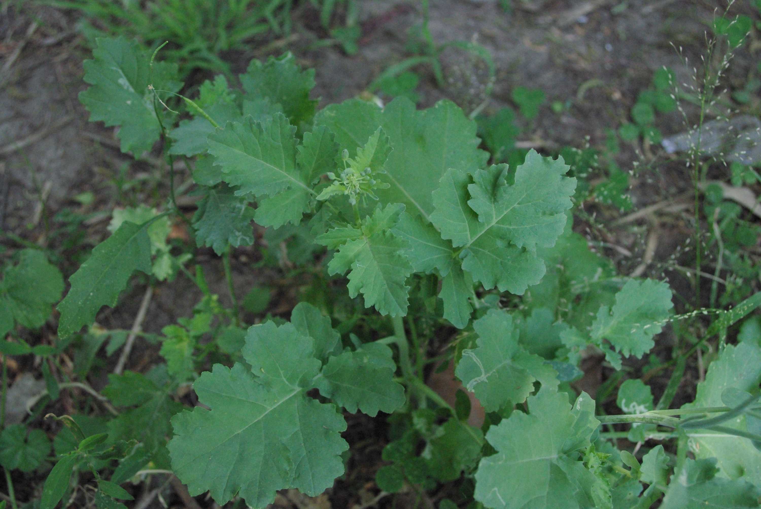 brassière de contention