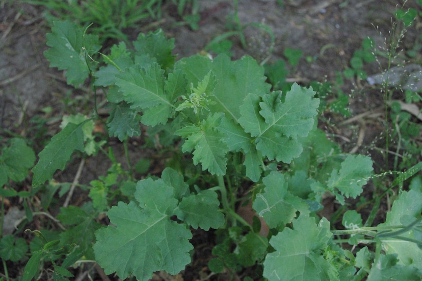 Wild brassica leaves.