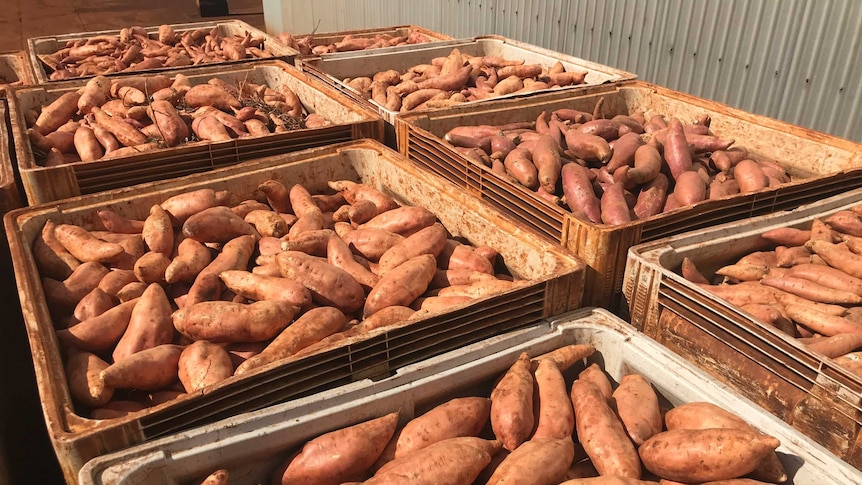 Full crates of sweet potatoes