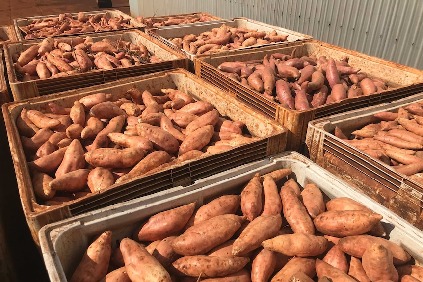 Full crates of sweet potatoes