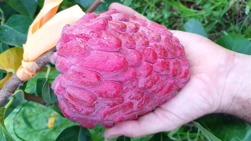 A hand holding a bright red custard apple.