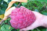 A hand holding a bright red custard apple.