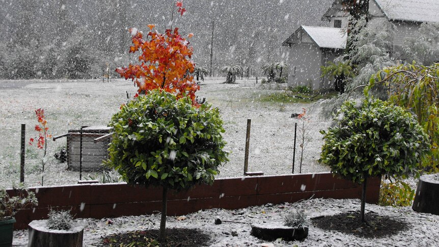 Snow falls in Marysville