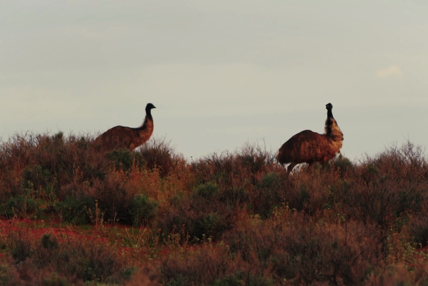 Two emus stand on top of golden brown bushes upon red soil. They are gentle creatures.