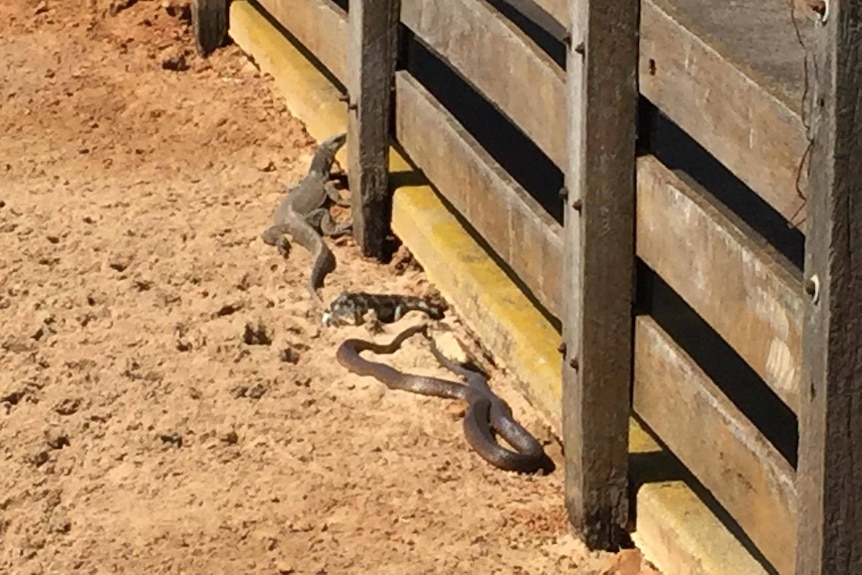 A goanna, a bobtail and a dugite on a sheep yard property