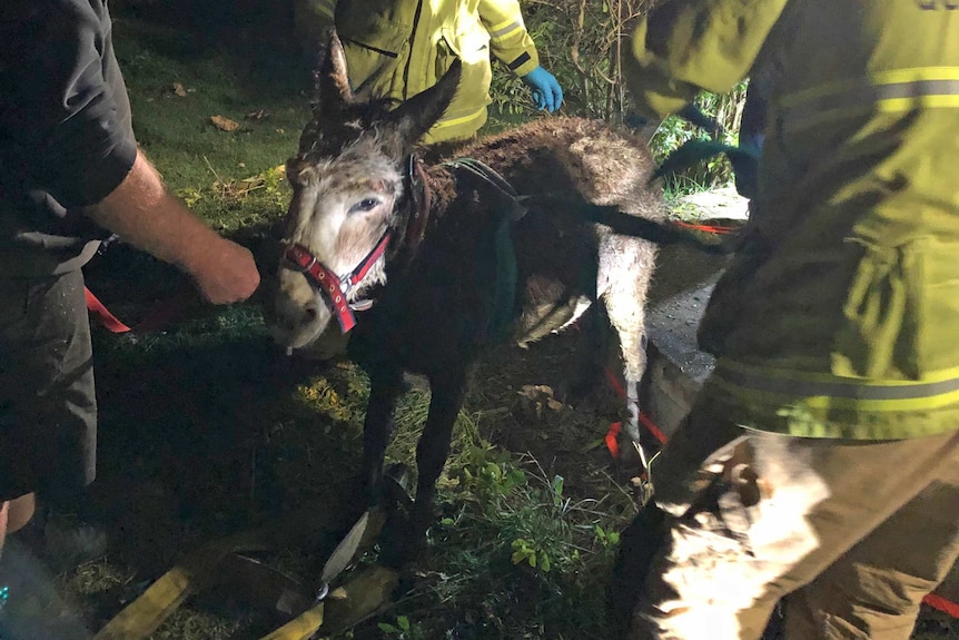 A miniature donkey stands surrounded by firefighters.