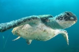 Sea turtle swims in ocean off south-east Queensland