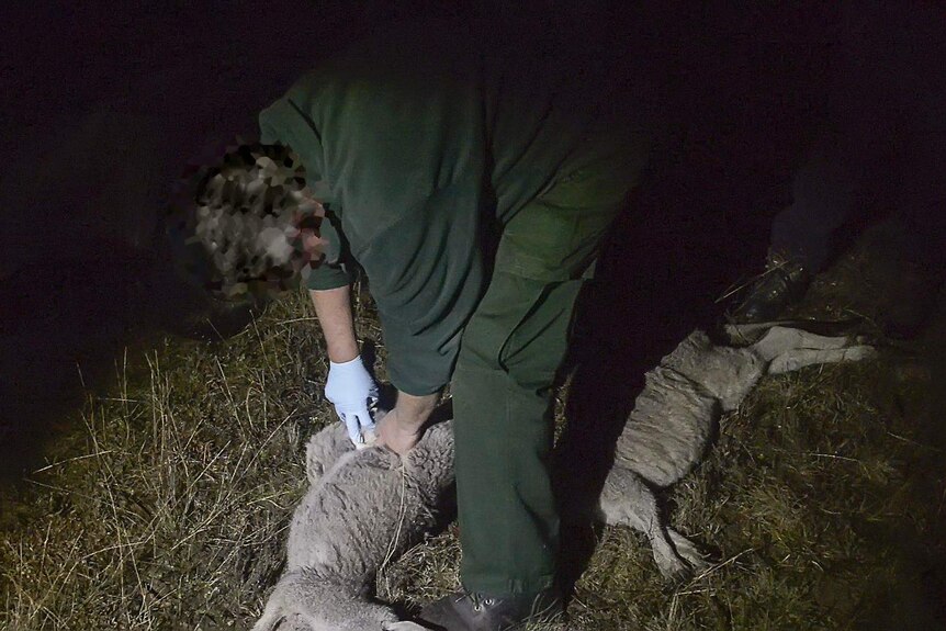 A ranger inspects a kangaroo for joeys during the cull.