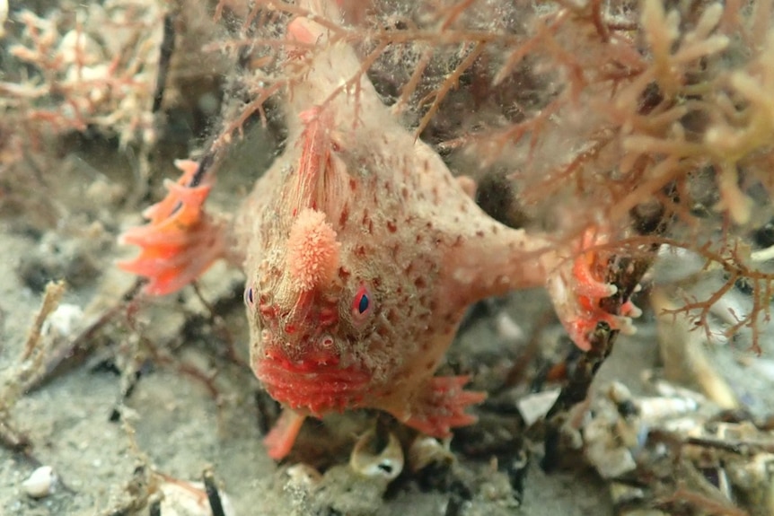 A red handfish at the bottom of an artificial marine environment.