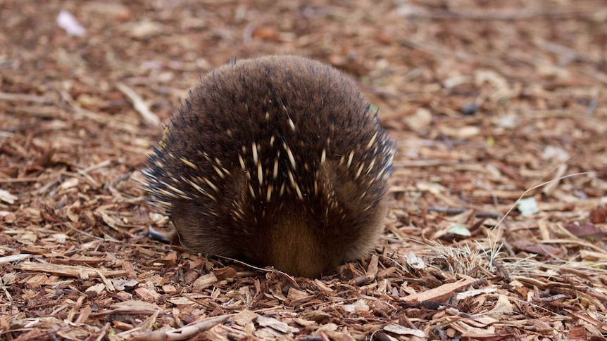 A furry echidna completely buries its head in pine bark.