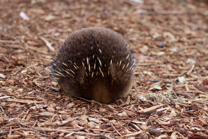 A furry echidna completely buries its head in pine bark.