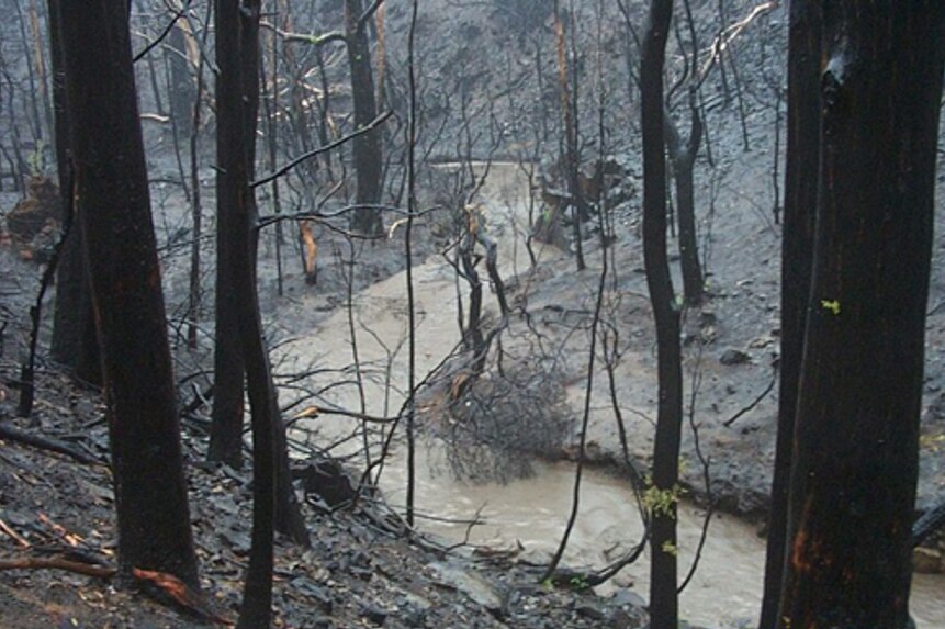 Condor Creek in the Cotter catchment after 2003 bushfires