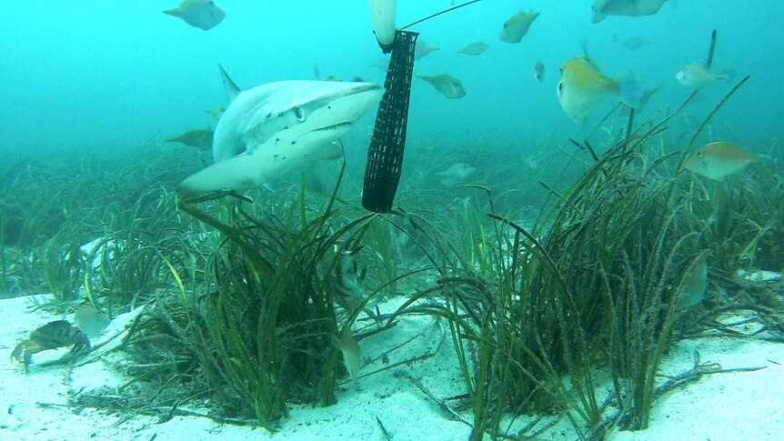 A bronze whaler swims around the camera with juvenile bluefin leatherjackets looking on.