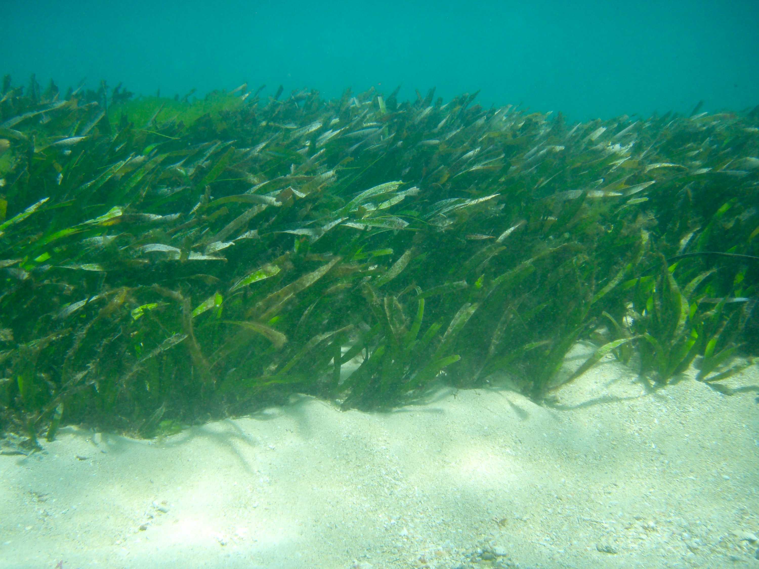 Carbon Capture And Storage: Seagrasses Do It For Free - ABC Radio National