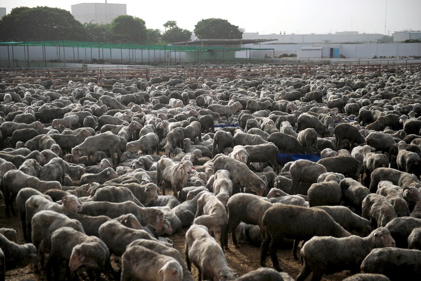 Thousands of Australian sheep fill a holding area at a farm in Pakistan.