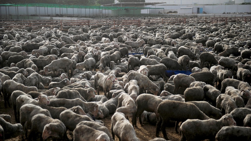 Thousands of Australian sheep fill a holding area at a farm in Pakistan.