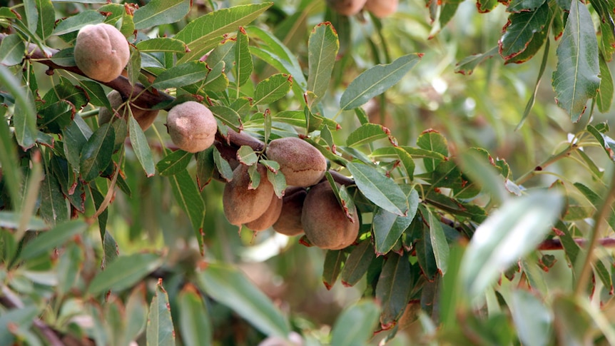 Australian almond crop