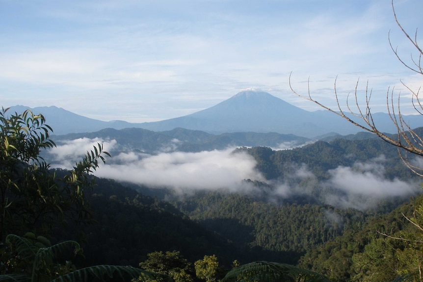 A national park in Sumatra