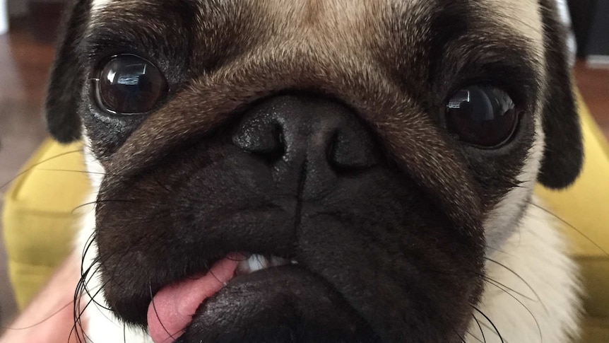 A pug sits with its tongue hanging out.