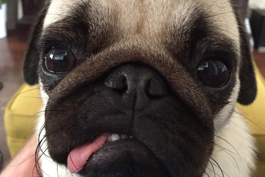 A pug sits with its tongue hanging out.