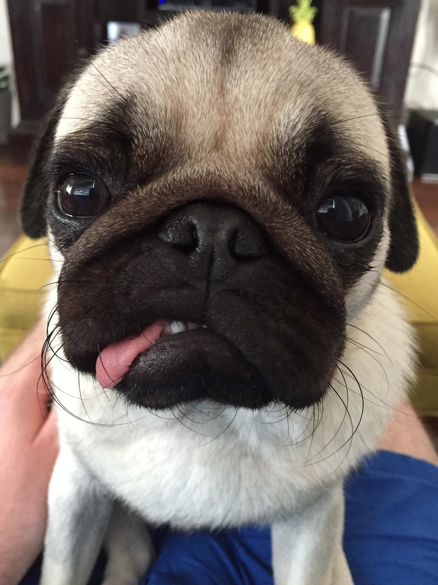 A pug sits with its tongue hanging out.