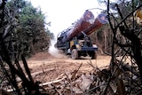 A truck carrying enormous logs captured by a camera hidden in a bush.