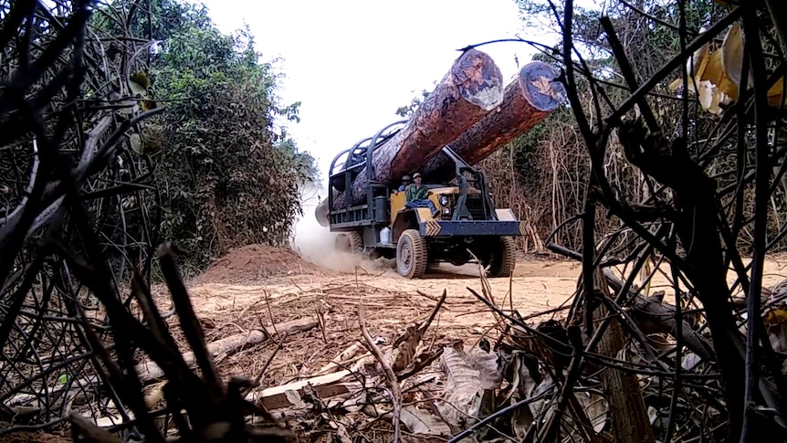 A truck carrying enormous logs captured by a camera hidden in a bush.