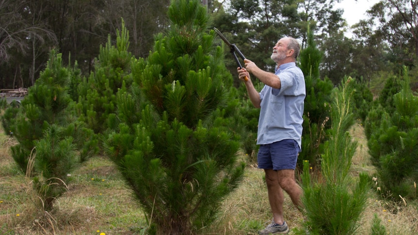 Ron Junghans prunes a Christmas Tree