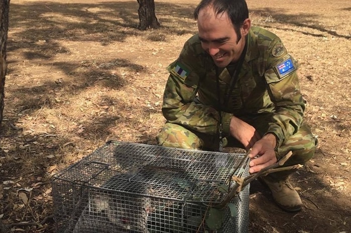 A man in an army uniform squats down to a metal cage holding a koala.