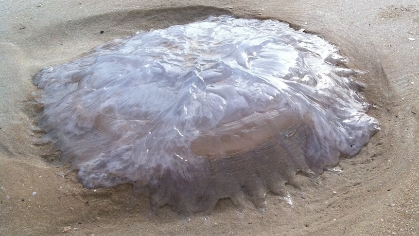 Sting warning as big jellyfish wash ashore