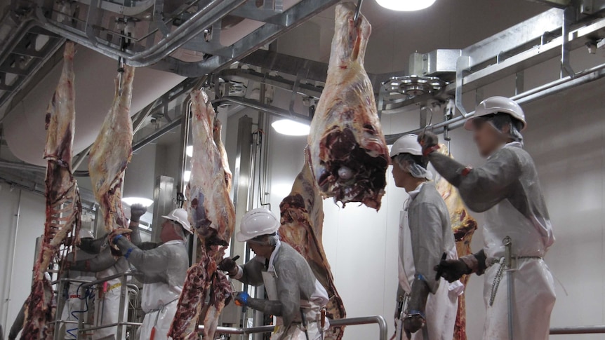 Four men wearing hard hats and aprons work in an abattoir.