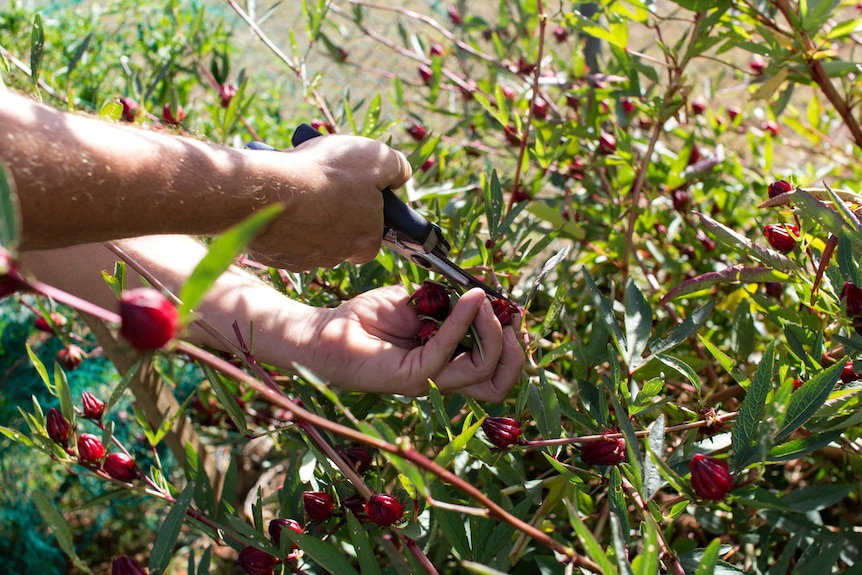 NTCH rosella on bush being picked