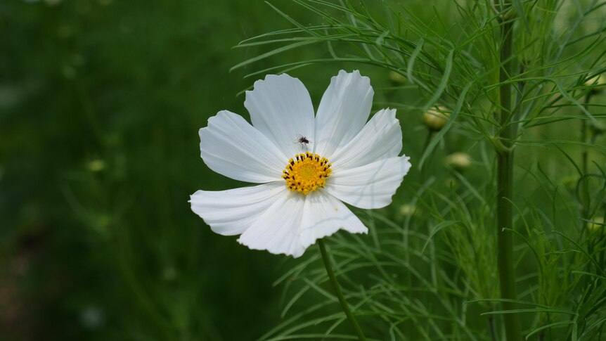 A large white flower in a poly tunnel with a little bug