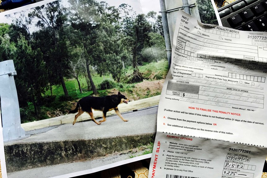 Council nuisance dog fine