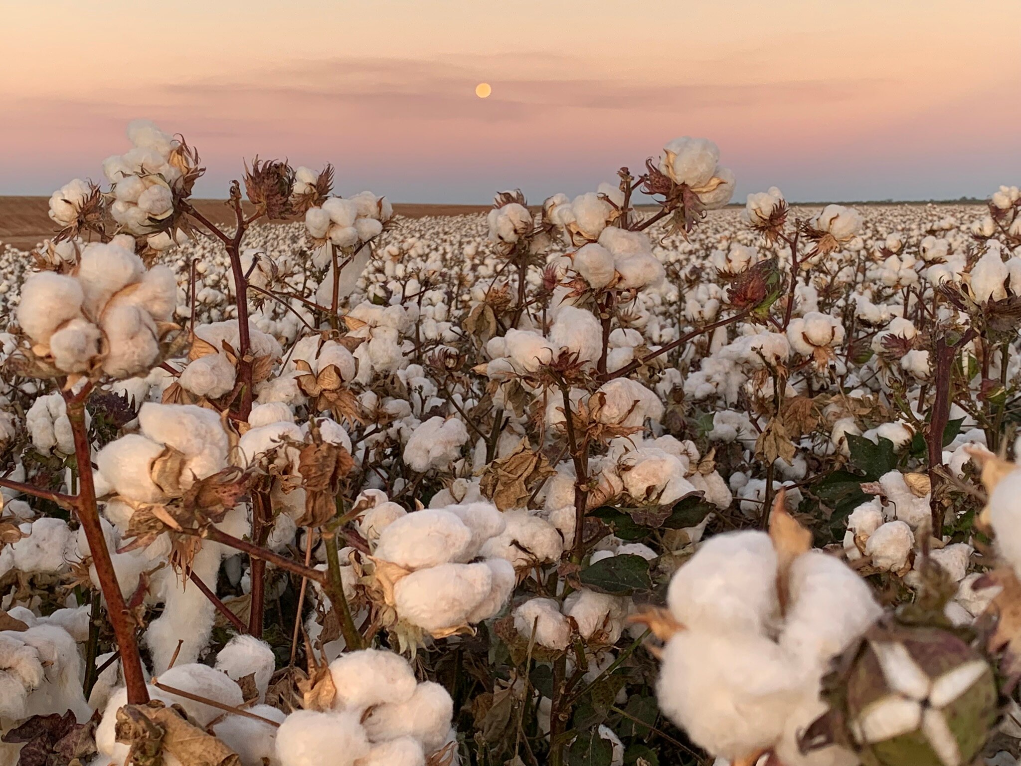 Photo of cotton in a film with sunset