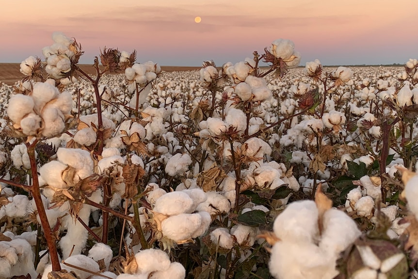 Photo of cotton in a film with sunset