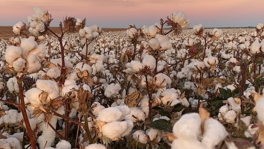 Photo of cotton in a film with sunset