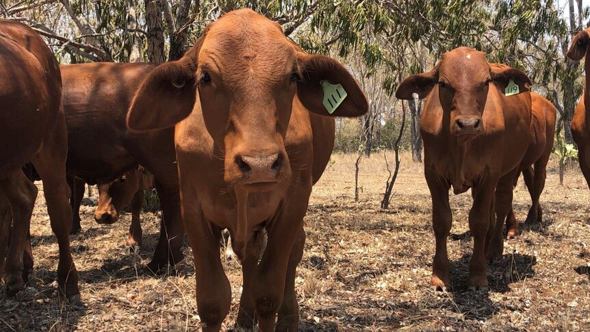 Two small cattle stand in bare paddock looking at the camera.