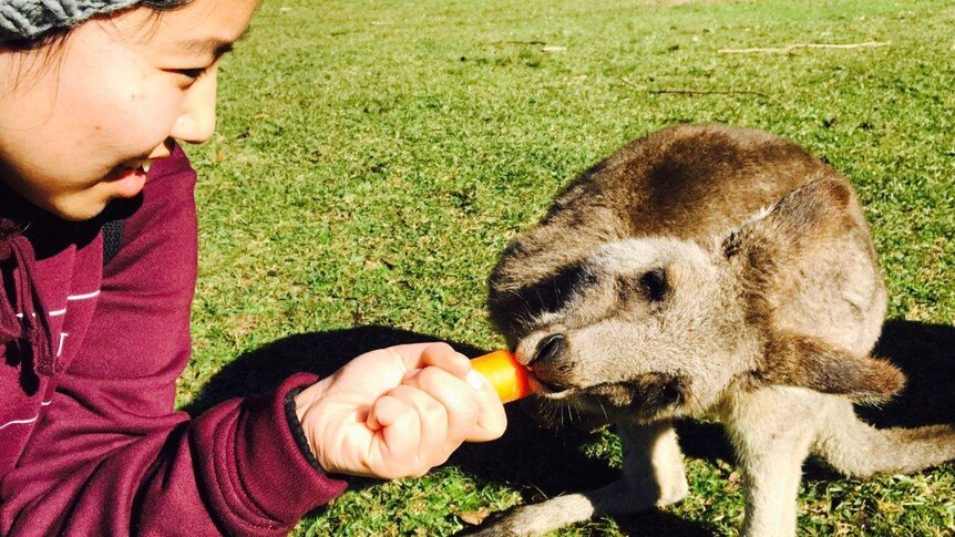 A woman feeding a kangaroo