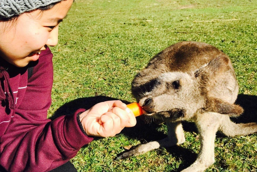 A woman feeding a kangaroo