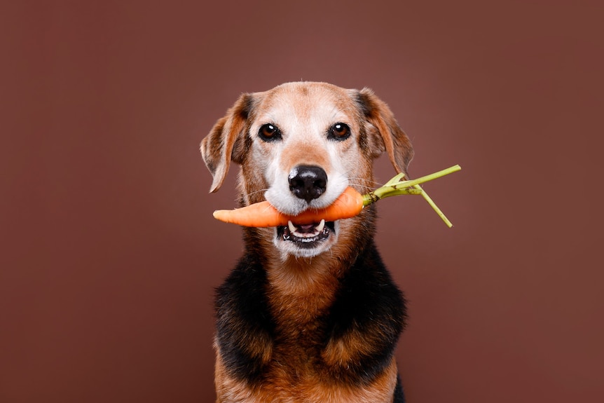 A brown dog with carrot in its mouth