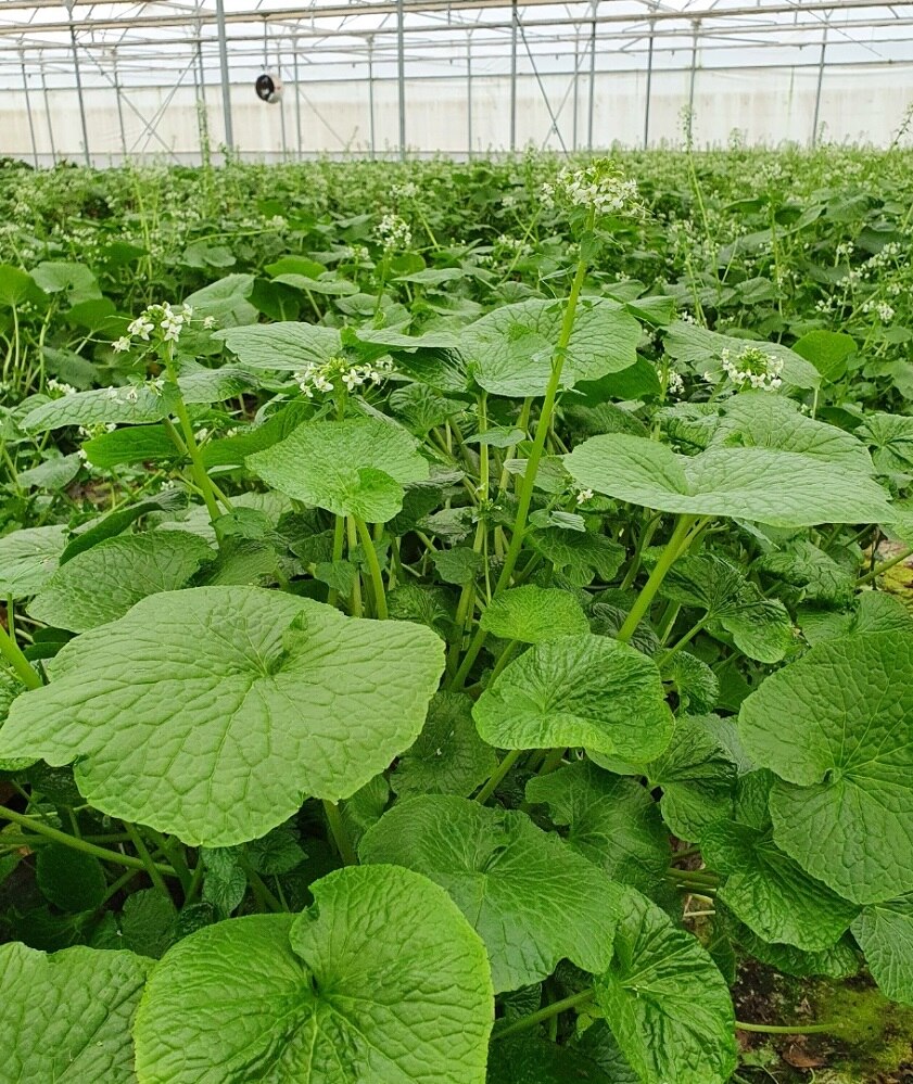 Planned expansion at Wasabi farm in north west Tasmania ABC listen
